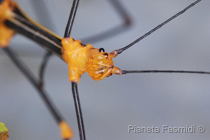 Oreophoetes peruana F 08.JPG